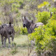 http://barbara-bacher.at/at/wp-content/uploads/2012/02/img_1890_southafrica_120.jpg